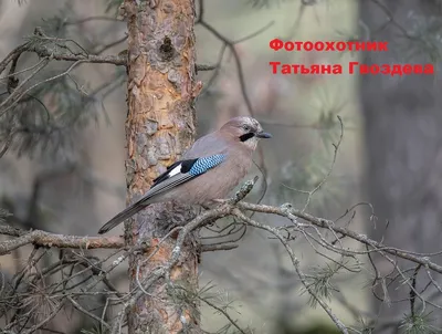 Птица Сойка интересные факты, Garrulus glandarius, Jay | Пикабу