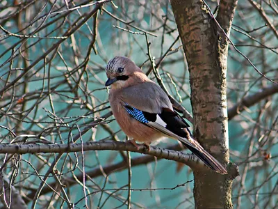 Сойка (Garrulus glandarius). Фотогалерея птиц. Фотографии птиц России,  Беларуси, Украины, Казахстана, Таджикистана, Азербайджана.