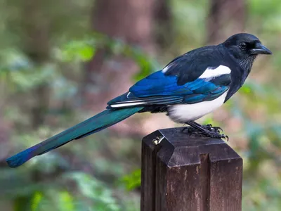 Китайская сорока - eBird