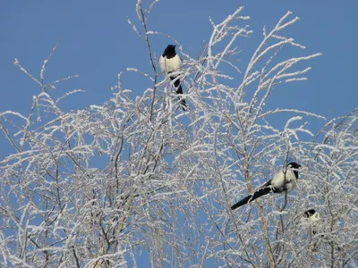 Китайская сорока - eBird