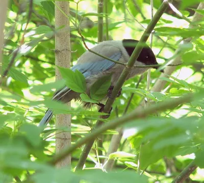 Китайская сорока - eBird