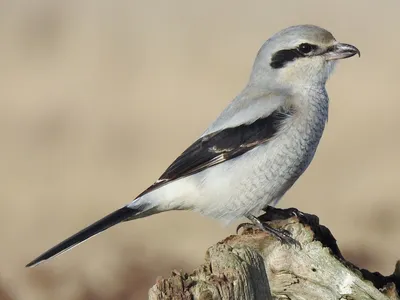 Северный сорокопут - eBird