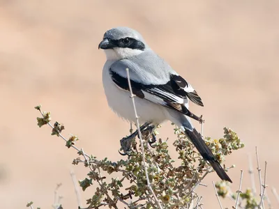 Серый сорокопут - eBird