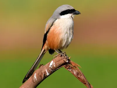 Длиннохвостый сорокопут - eBird