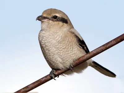 Северный сорокопут - eBird