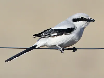 Серый сорокопут - eBird