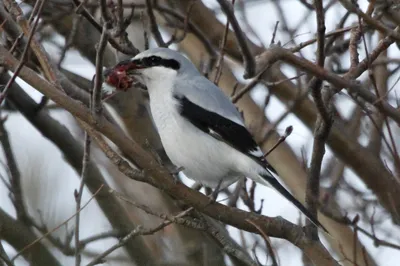 uralbirds - Серый #сорокопут (Lanius excubitor) Редкая птица в наших краях.  Довольно крупный хищник. Как и многие сорокопут любит накалывать добычу на  ветки. Кстати, если латинское название переводится, как \"мясник  караульный\". Что