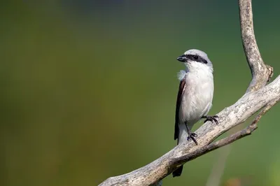 Северный сорокопут - eBird