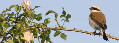 Сорокопут Птица, Тибетский Сорокопут (Lanius Tephronotus), Стоя На Бревне  Фотография, картинки, изображения и сток-фотография без роялти. Image  21215994