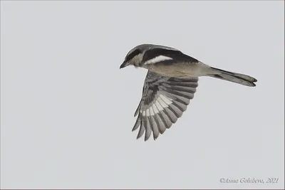 Серый сорокопут (Lanius excubitor). Птицы Европейской России.