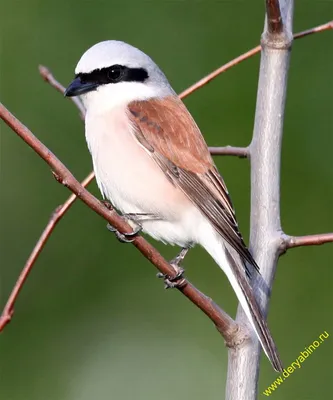 Сорокопут серый Lanius excubitor Great Gray Shrike