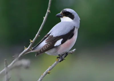 Северный сорокопут - eBird