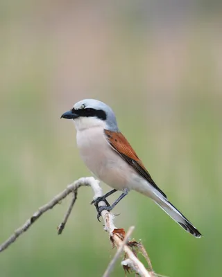 Серый сорокопут (Lanius excubitor). Птицы Европейской России.