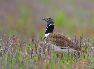 Стрепет (Фауна Казахстана) · iNaturalist