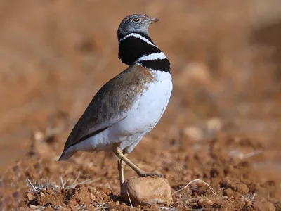 Стрепет - eBird