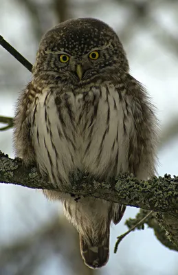 Burrowing Owl - Кроличий сыч. Фотограф Etkind Elizabeth