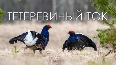 Малый полынный тетерев - eBird