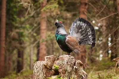 Глухарь - Tetrao urogallus - Птицы (Aves) - Разделы - Красная книга  Оренбургской области