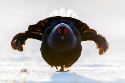 Тетерев-косач | Black grouse | Lyrurus tetrix | Животные, Птицы