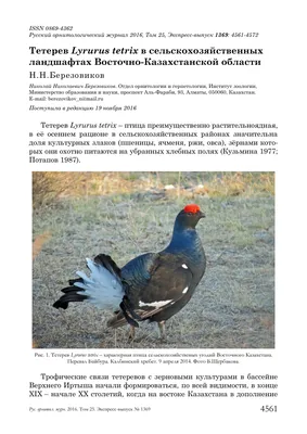 Тетерев Lyrurus tetrix Eurasian Black Grouse