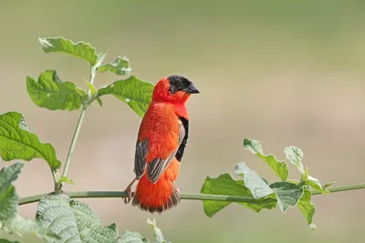 Красноклювый ткач -... - Birdsnews - новости о птицах | Facebook