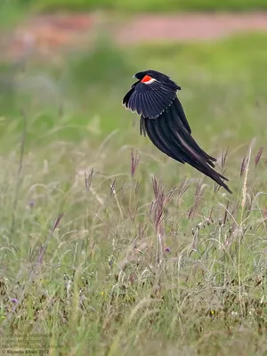 Нильский ткач - eBird