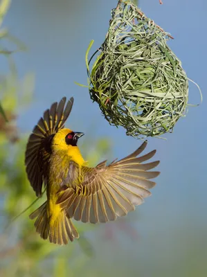 Желтая Птица Ткач Гнездо Южная - Бесплатное фото на Pixabay - Pixabay