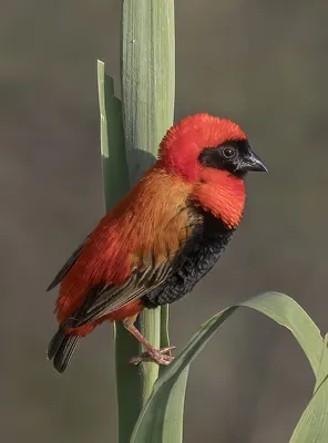 Ткач, яркая африканская птица строя его гнездо Стоковое Фото - изображение  насчитывающей материал, цветасто: 96800204