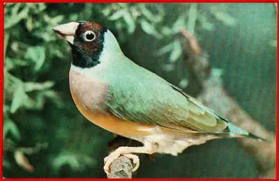 Зимородок - птица из легенд | Пикабу