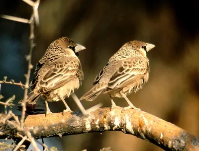 Гигантское гнездо птицы-ткачика. 5 фактов про пернатого «монстра», который  тут живет | Популярная наука | Дзен