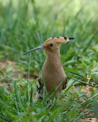 Удод - eBird