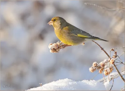 Обыкновенная зеленушка (European greenfinch) - YouTube