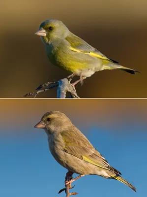 European Greenfinch ,Обыкновенная зеленушка - Carduelis chloris. Фотограф  Евгений