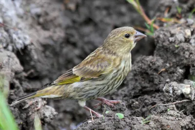 Фотокаталог птиц: Обыкновенная зеленушка (Carduelis chloris)