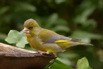 Обыкновенная зеленушка (Сhloris chloris- Коблик 2006) или (Carduelis  chloris- L.Svensson) European Greenfinch - Вьюрковые (Fringillidae) -  Воробьеобразные Passeriformes - Классификатор птиц Таганрога и  Неклиновского района - Птицы Ростовской обл.В ...