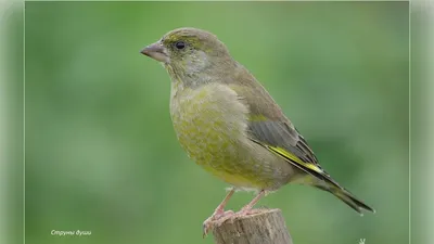 Зеленушка обыкновенная (Chloris chloris)