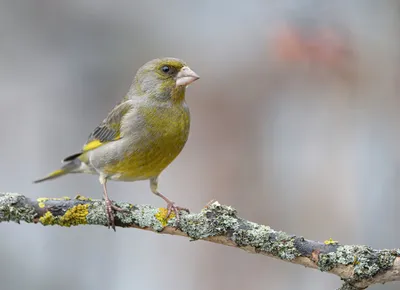 Зеленушка (Carduelis chloris) — Фото №289400