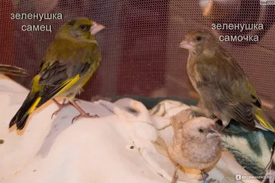 ПЕНИЕ ЗЕЛЕНУШКИ Carduelis Chloris chloris - YouTube