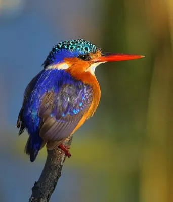 Красивая Красочные Зимородок Птица, Самец Blue-ушастый Зимородок (Alcedo  Meninting), Стоя На Ветке Фотография, картинки, изображения и  сток-фотография без роялти. Image 40091548