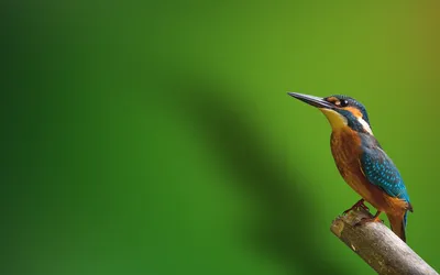 Обыкновенный зимородок (Alcedo atthis) Common Kingfisher -  Зимородковые(Alcedinidae) - Ракшеобразные Coraciiformes - Классификатор птиц  Таганрога и Неклиновского района - Птицы Ростовской обл.В основе-Птицы  Таганрога/Некл.р-на