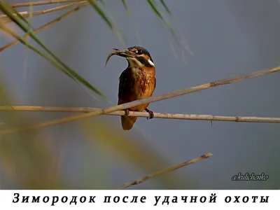 Кукушка: Птица которая подбрасывает свои яйца в чужие гнёзда - Детский  Портал Знаний