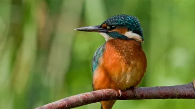 Красивая Птица Зимородок, Пестрой Kingfisher (Ceryle Riduis), С Рыбой,  Летающий В Филиал Фотография, картинки, изображения и сток-фотография без  роялти. Image 21186209