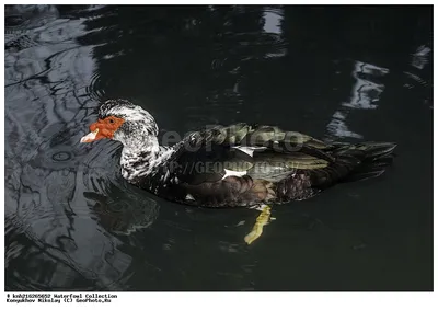 Туры в Абхазию - 🦢Грациозные птицы в Новом Афоне🦢 Вообще... | Facebook