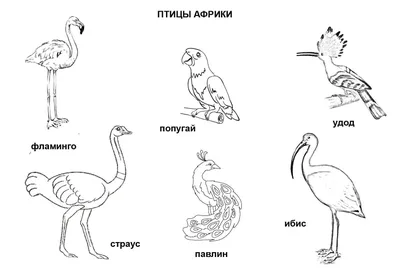 Большая птица африки - 55 фото