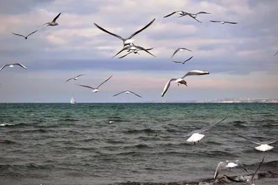 Город сегодня\": море лебедей. Фото Анапы от 17 февраля