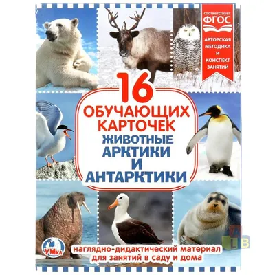 картинки : крыло, морские птицы, Дикая природа, клюв, Арктический, Фауна,  Орнитология, Позвоночный, Наблюдение за птицами, Крачка, Кувшинка,  Агрессивный, Шарадиообразные, Арктическая крачка, Птица-птица, Emberizidae,  Голубей и голубей, Cinclidae ...