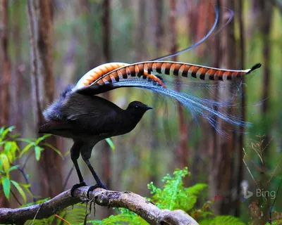 Птицы Австралии на снимках Хизер Торнинг - Zefirka