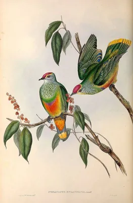 Австралийская птица-колокольчик — Википедия