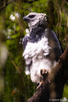 Toucan, красивая птица от Бразилии Toco Toucan, большая птица с оранжевым  счетом, в среду обитания природы, Pantanal, Бразилия Ор Стоковое Фото -  изображение насчитывающей колумбия, тукан: 84817346