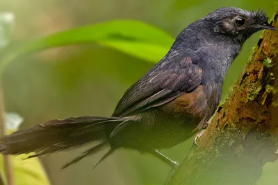 INFO-CAM | Галерея : Попугай. Парк птиц. Игуасу. Бразилия. Bird Park.  Iguasu. Brasil. 5